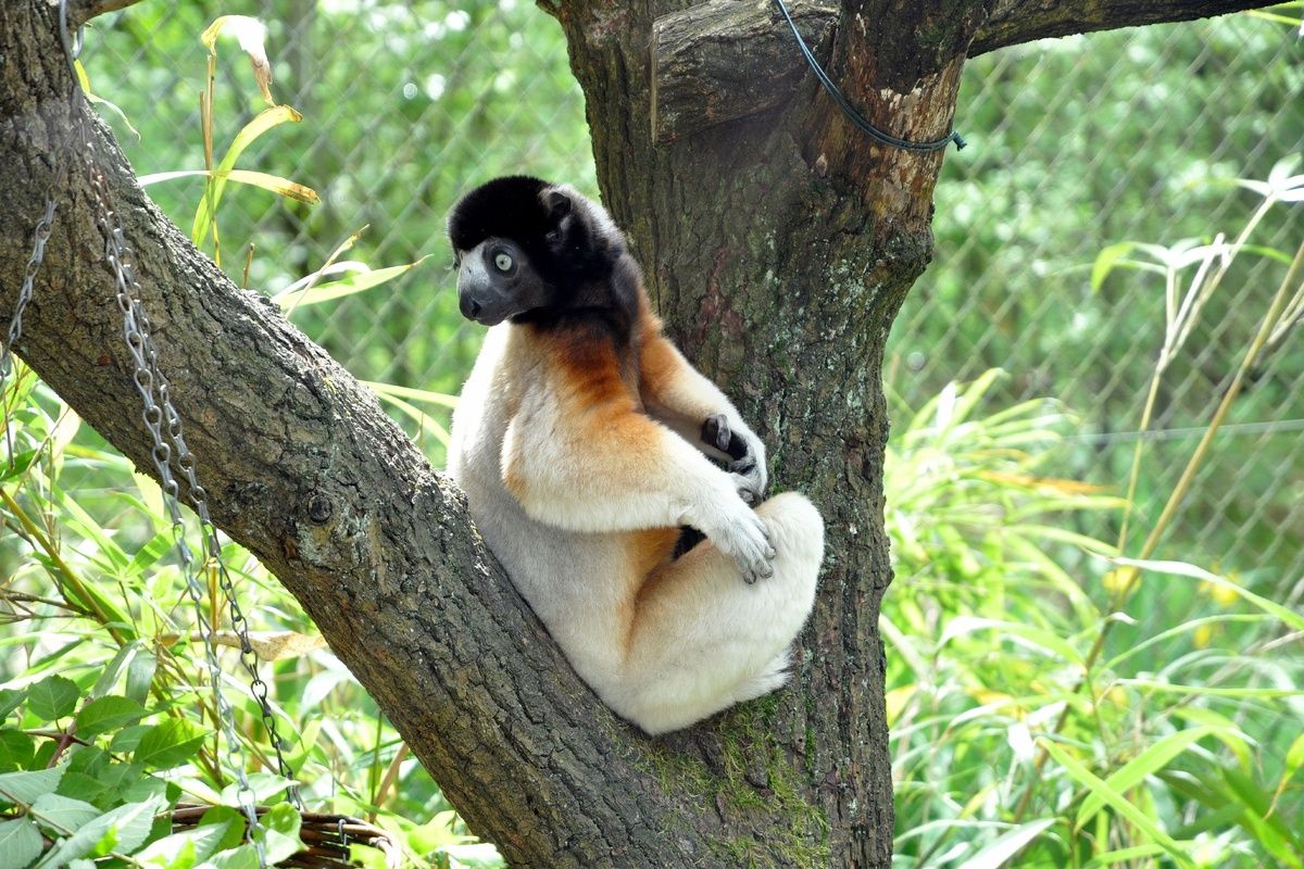Zeldzame Silky Sifaka