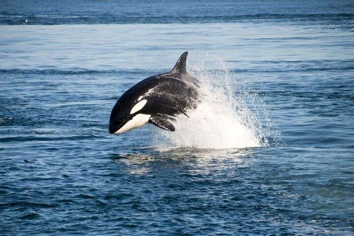 Orka die uit het water springt in IJsland
