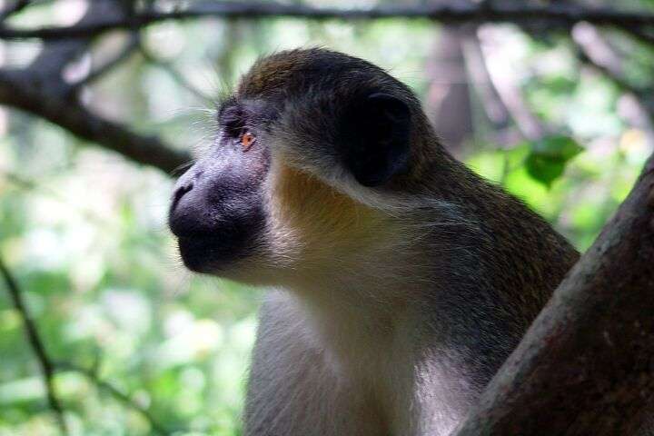 Aap in een boom in Gambia