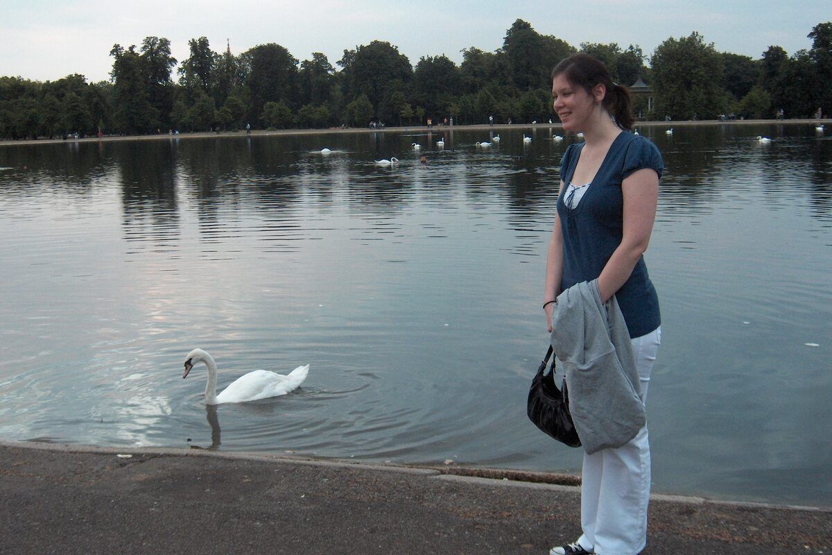 Zwanen in de vijver van Hyde Park in Londen