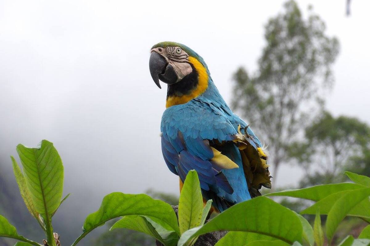Een papegaai gespot tijdens de Inca Jungle Trail