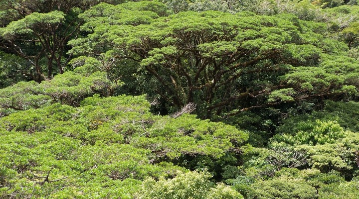 Natuurreservaat Monteverde Cloud Forrest