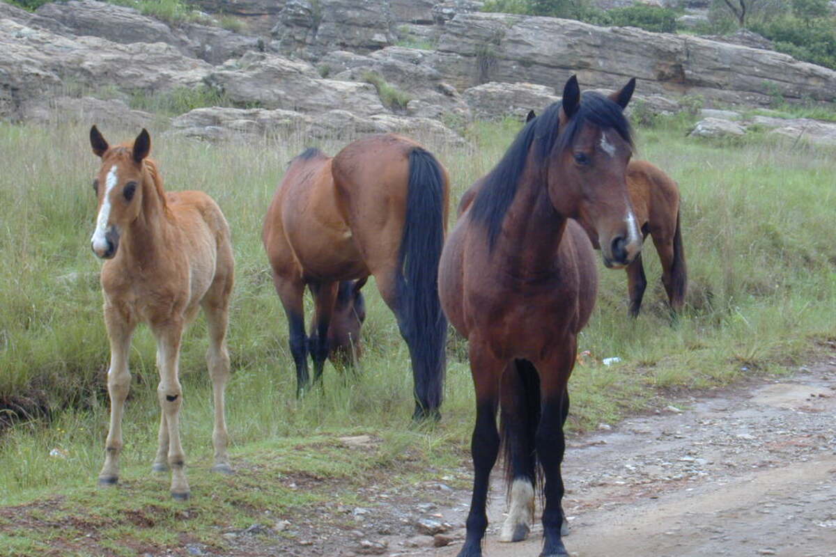 Paardrijden in El Chaltén