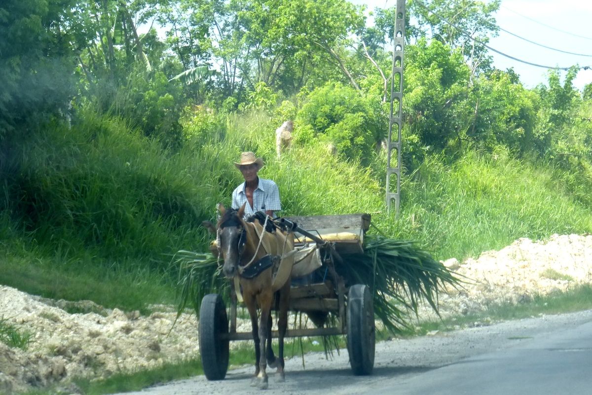 Paard en wagen op het Cubaanse platteland