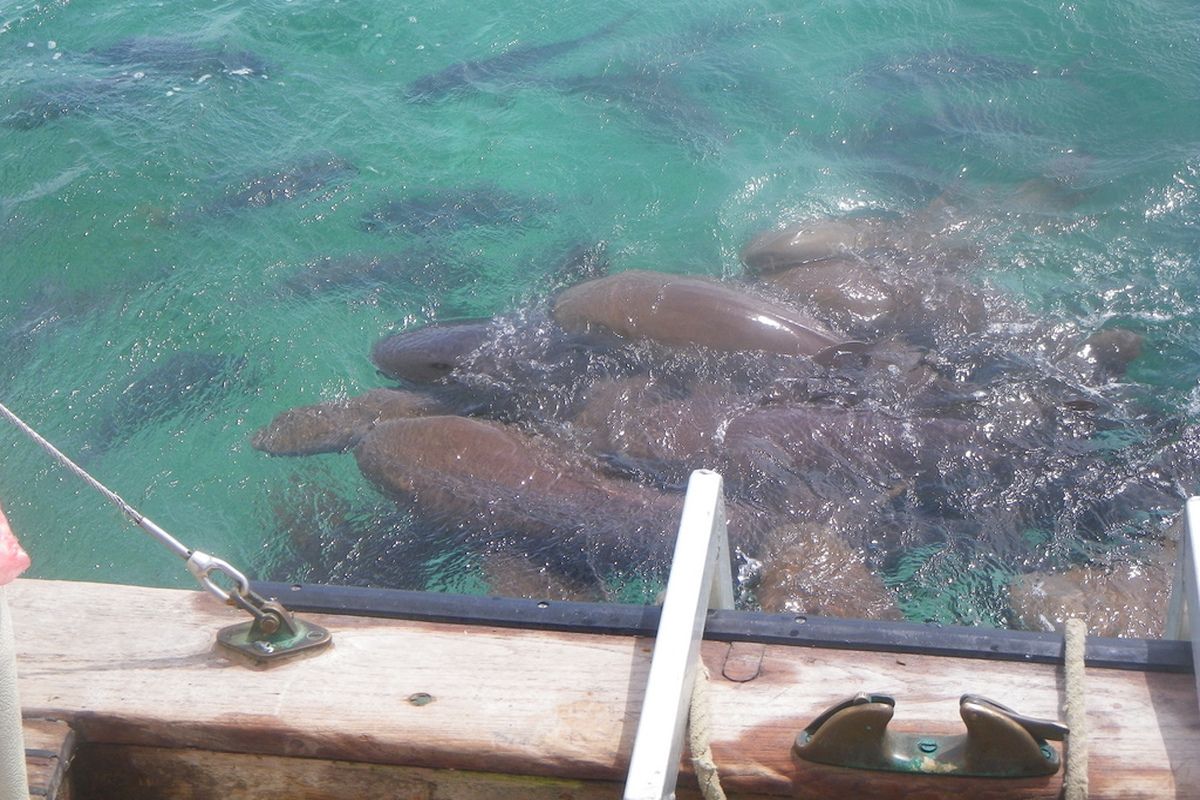 haaien in Belize, Caye Caulker