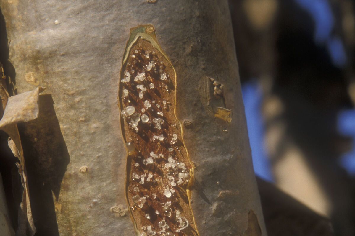 Hars Wierookboom, Oman