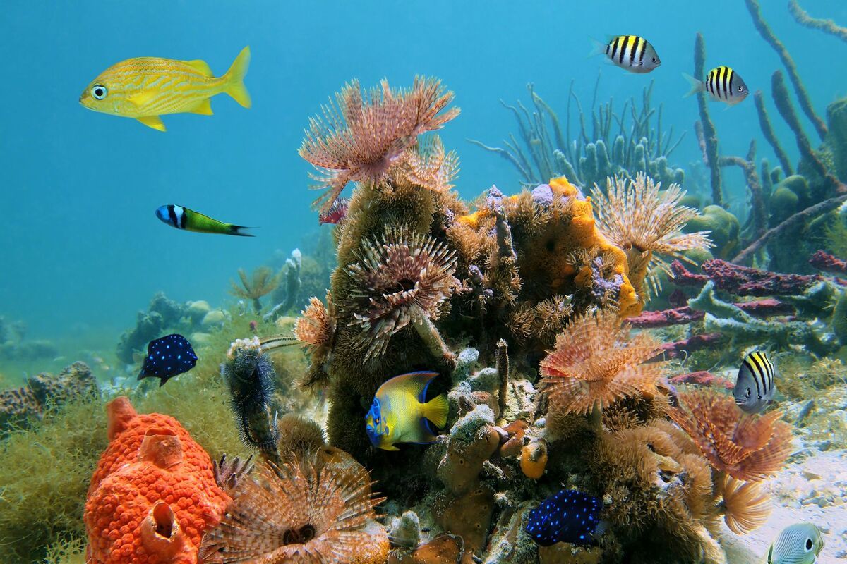 Onderwaterwereld van de Seychellen