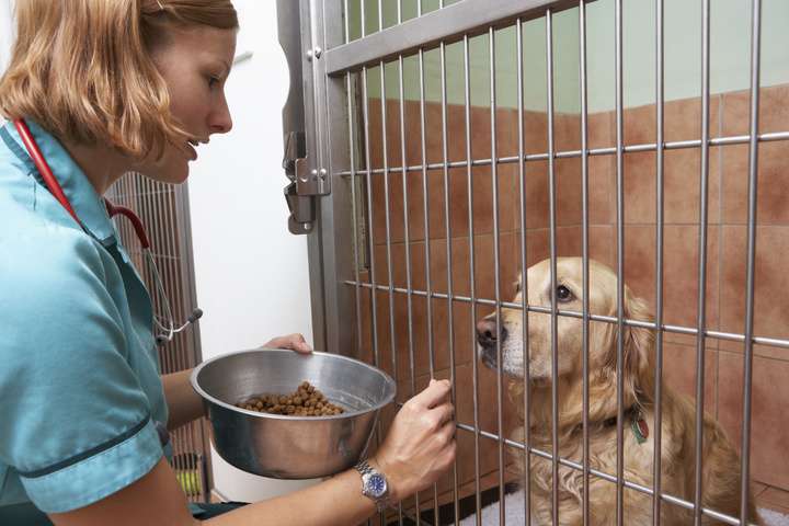 Dieren verzorgen in een asiel