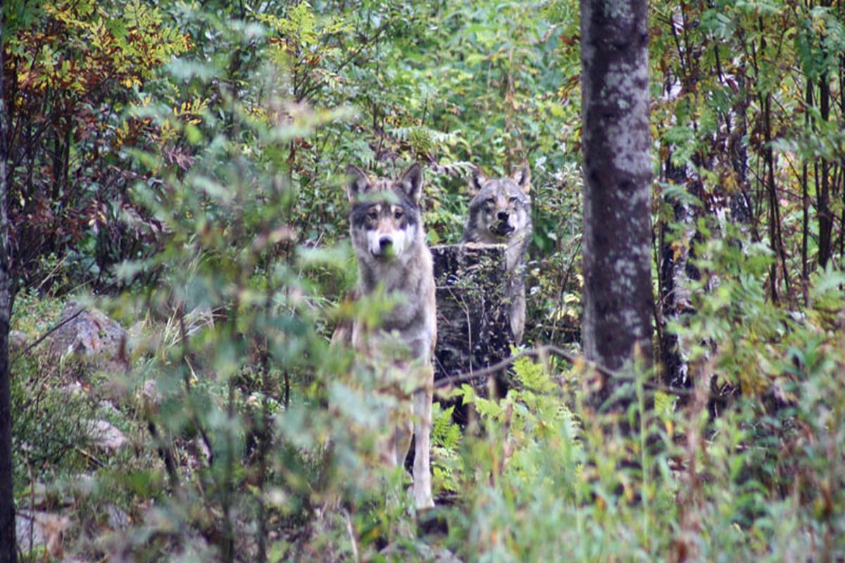 wolvenbos Zweden