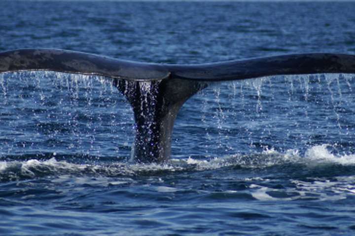 Walvissen spotten bij Samana
