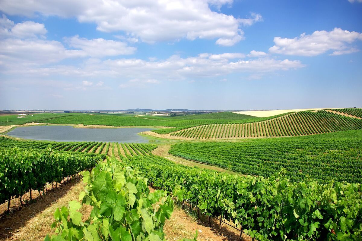 Prachtige wijngaarden in Alentejo