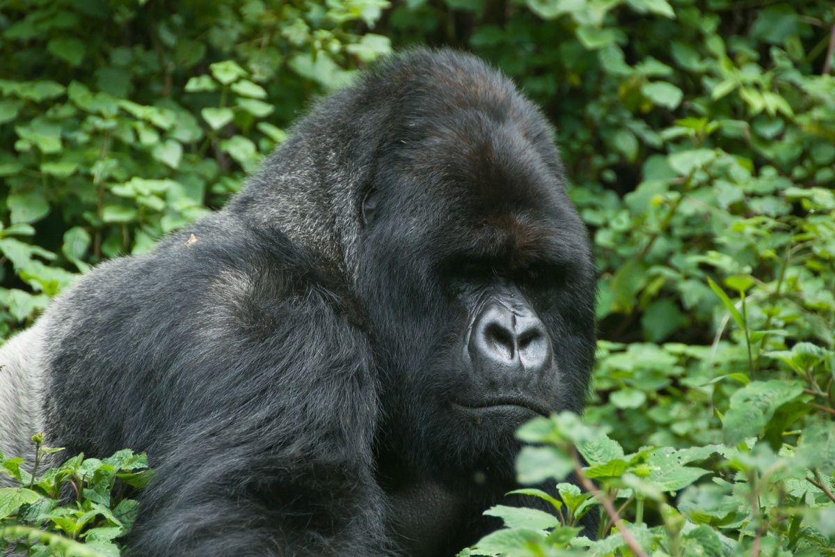 Een Zilverrug gorilla in Rwanda