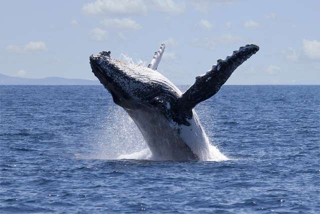 Walvissen spotten in IJsland