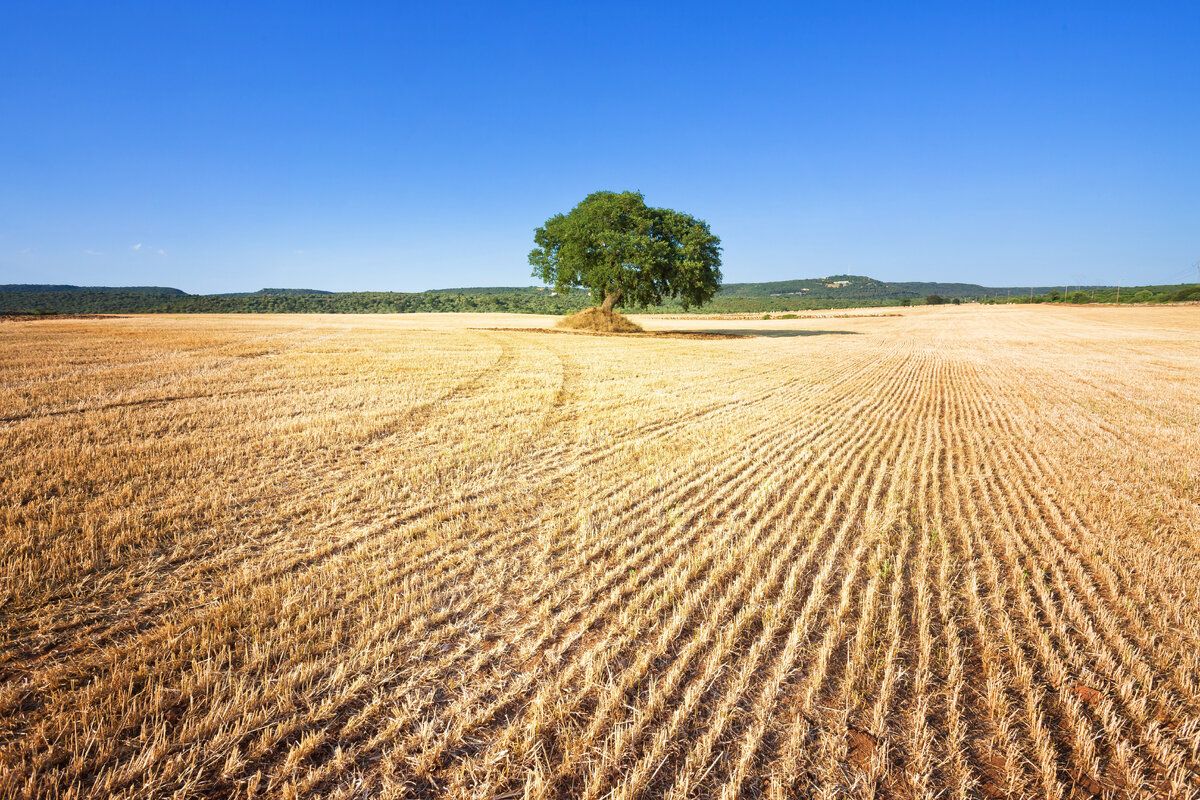 Het landschap in de buurt van Martina Franca