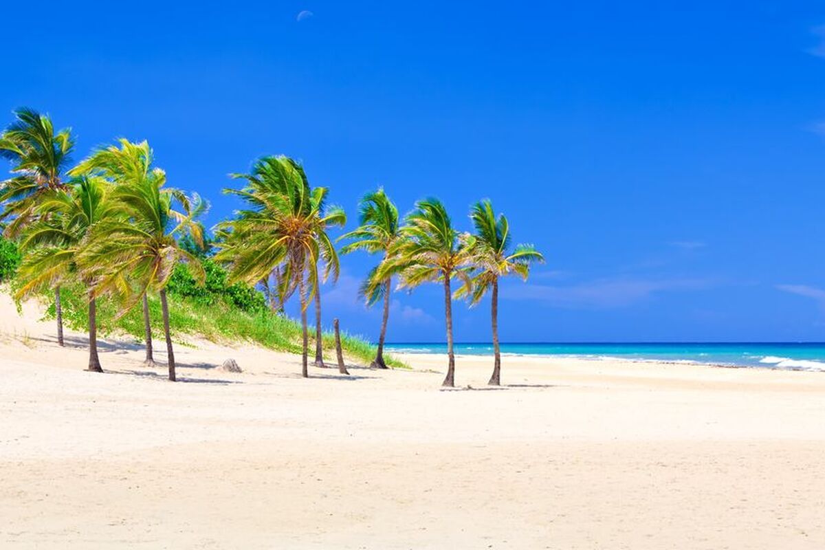 Kokospalmen op het strand van Varadero
