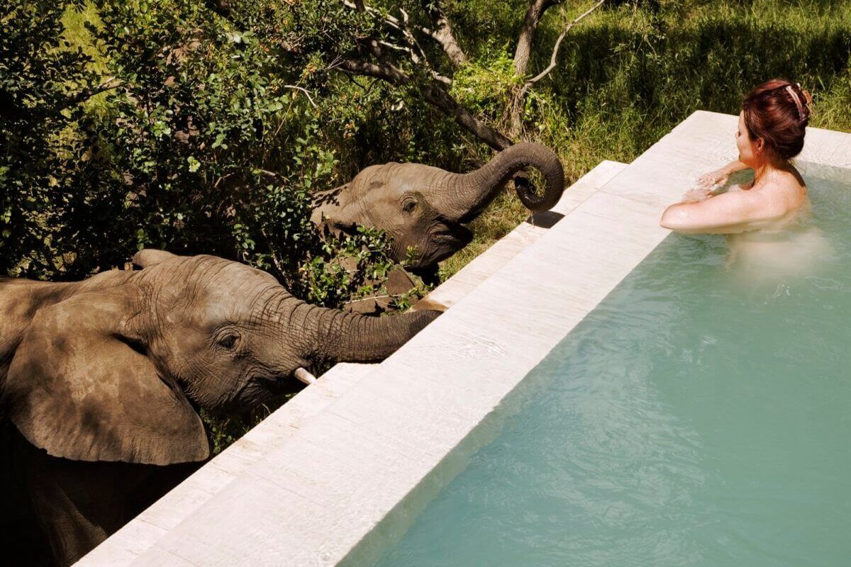 Olifanten drinken uit het priv&eacute; zwembad van de Royal Malewane Lodge 
