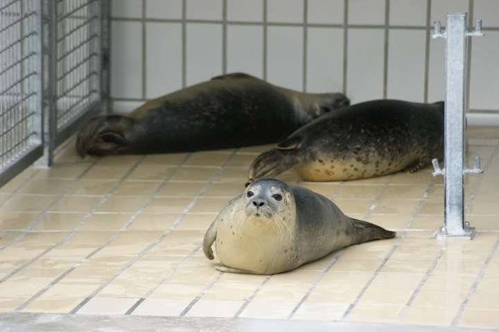 Zeehondencrche Pieterburen