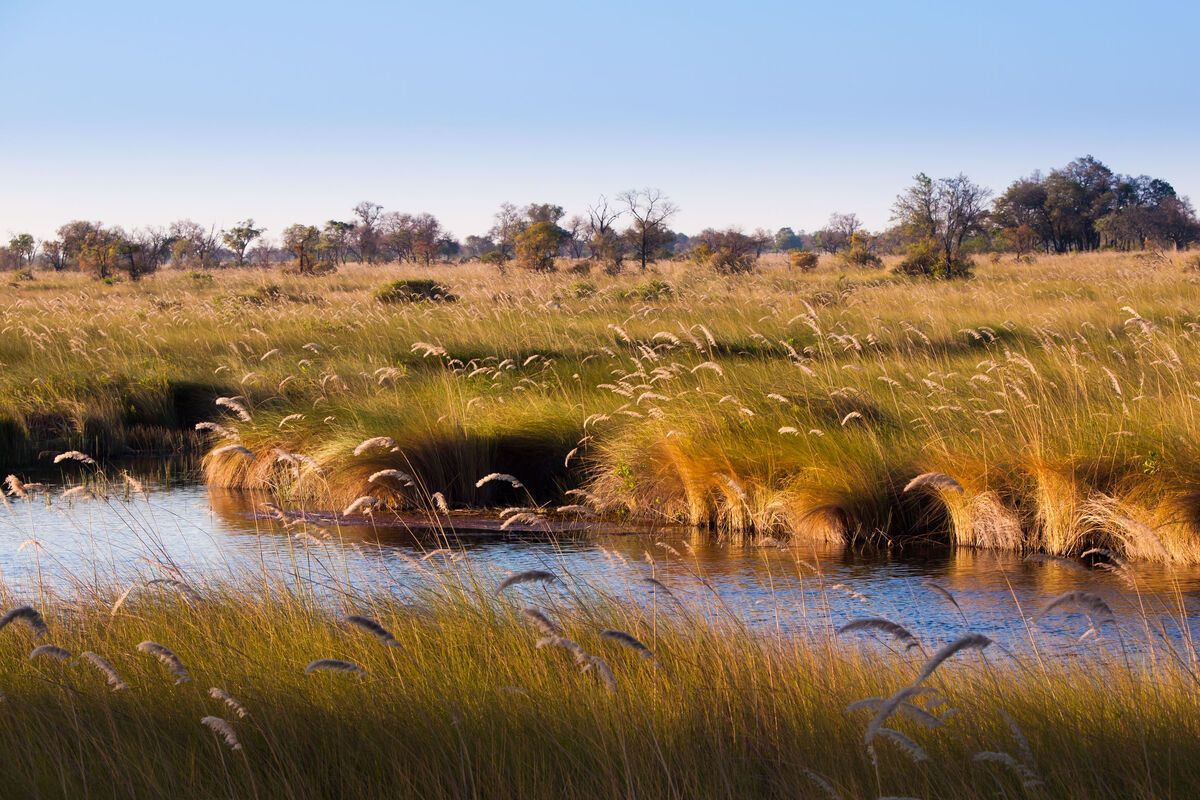 Landschap van de Okavangodelta