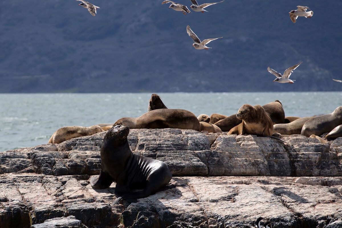 Zeeleeuwen in Ushuaia