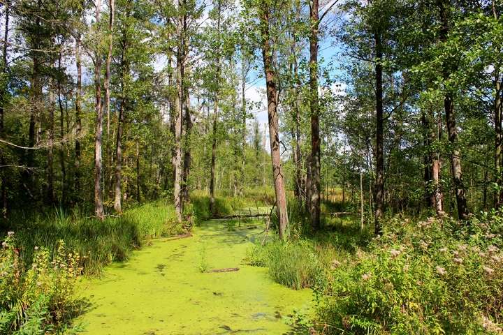 Białowieża woud