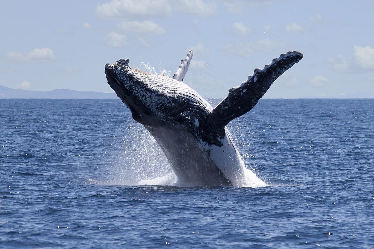 Het overtreden van de Bultrug