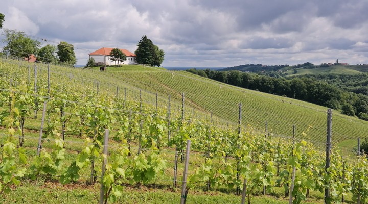 Wijnvelden in Sloveni