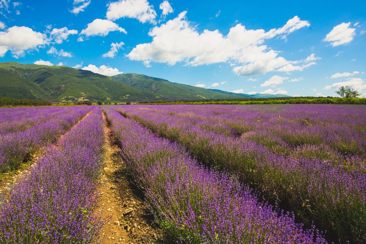 Lavendelveld bij Kazanlak