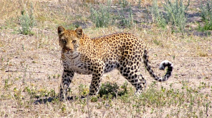 Jaguar Maun Botswana