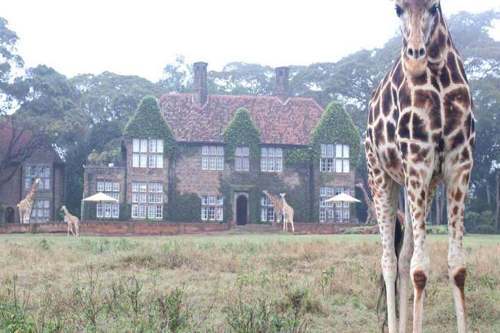 Giraffe Manor