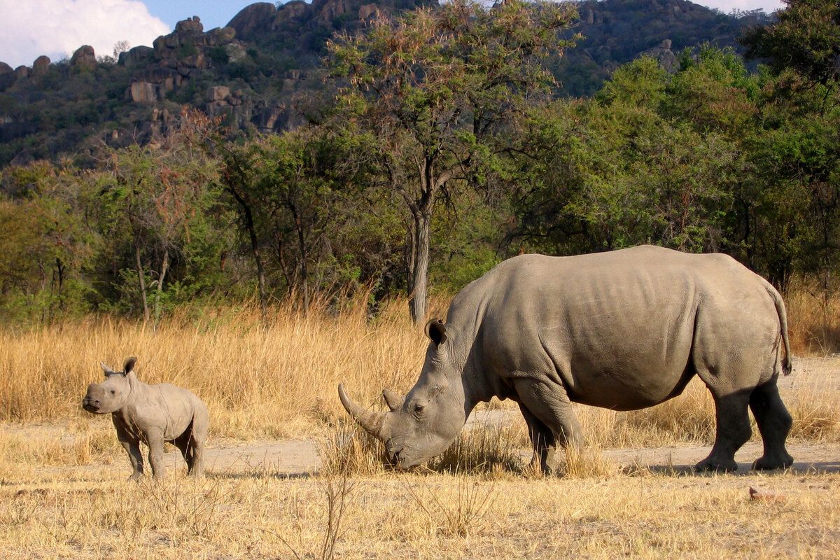 Neushoorn Zimbabwe Rondreizen