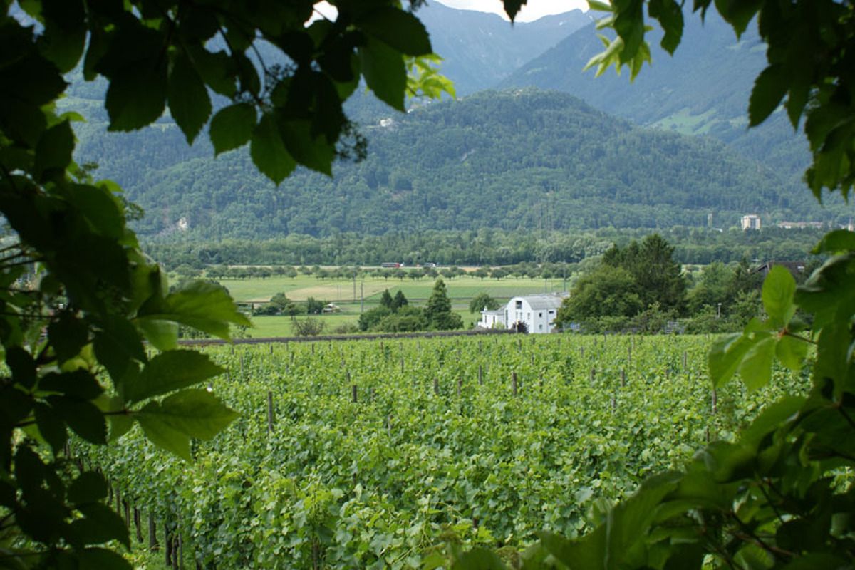 Graubunden, Maienfeld, Weingut, Schloss Salenegg, Zwitserland
