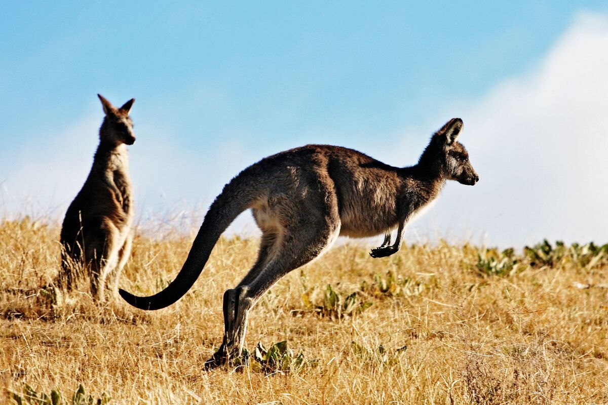 Kangaroo Australi�