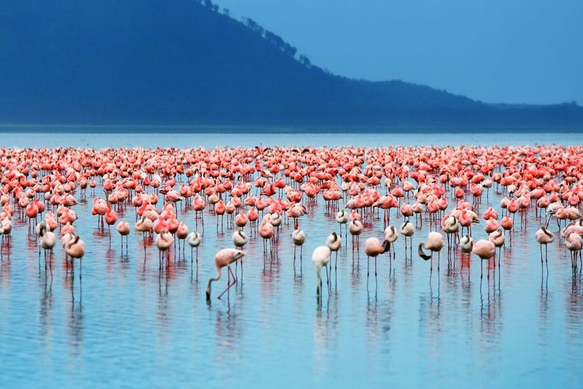 Flamingo's bij Walvisbaai