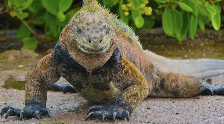 Iguana, Ecuador