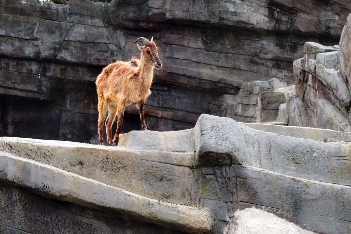 De dierentuin van Antwerpen