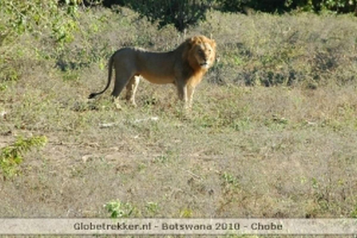 Chobe National Park, leeuw