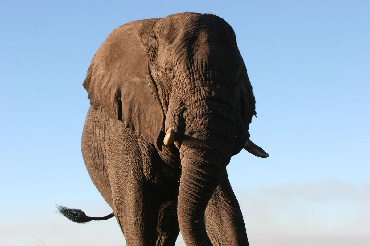 Botswana's Big five