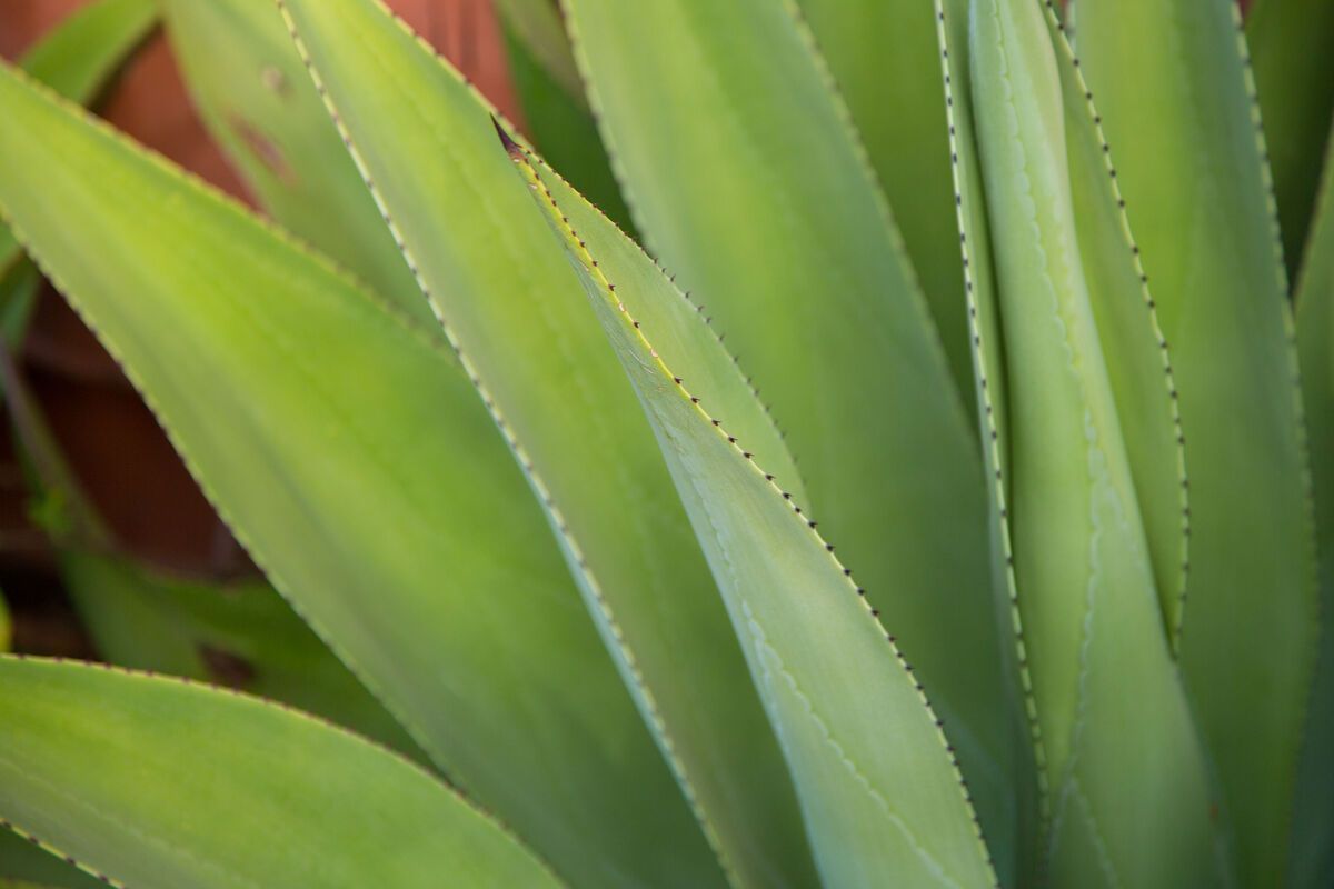 Aloe Vera plant op Bonaire