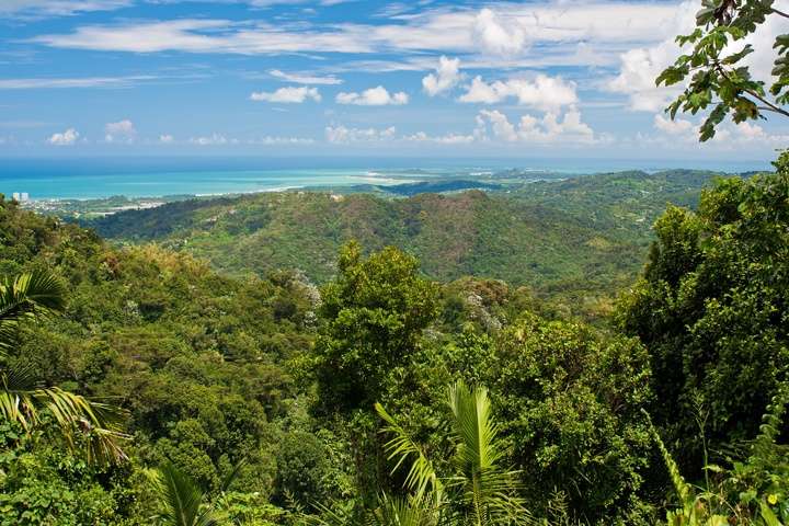 Regenwoud El Yunque