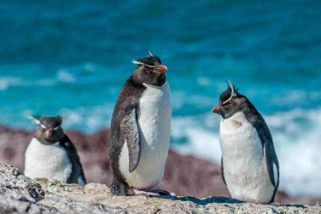 Zeeleeuwen en pinguïns in Argentinië