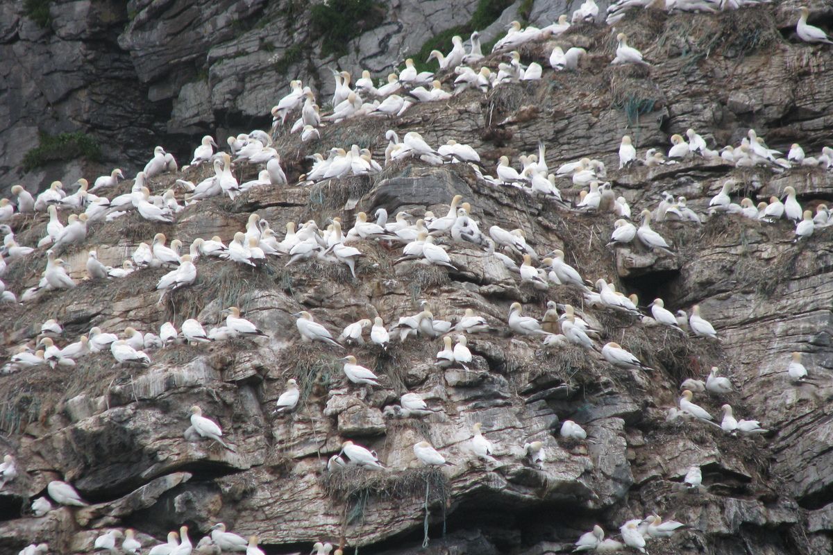 Vogels spotten
