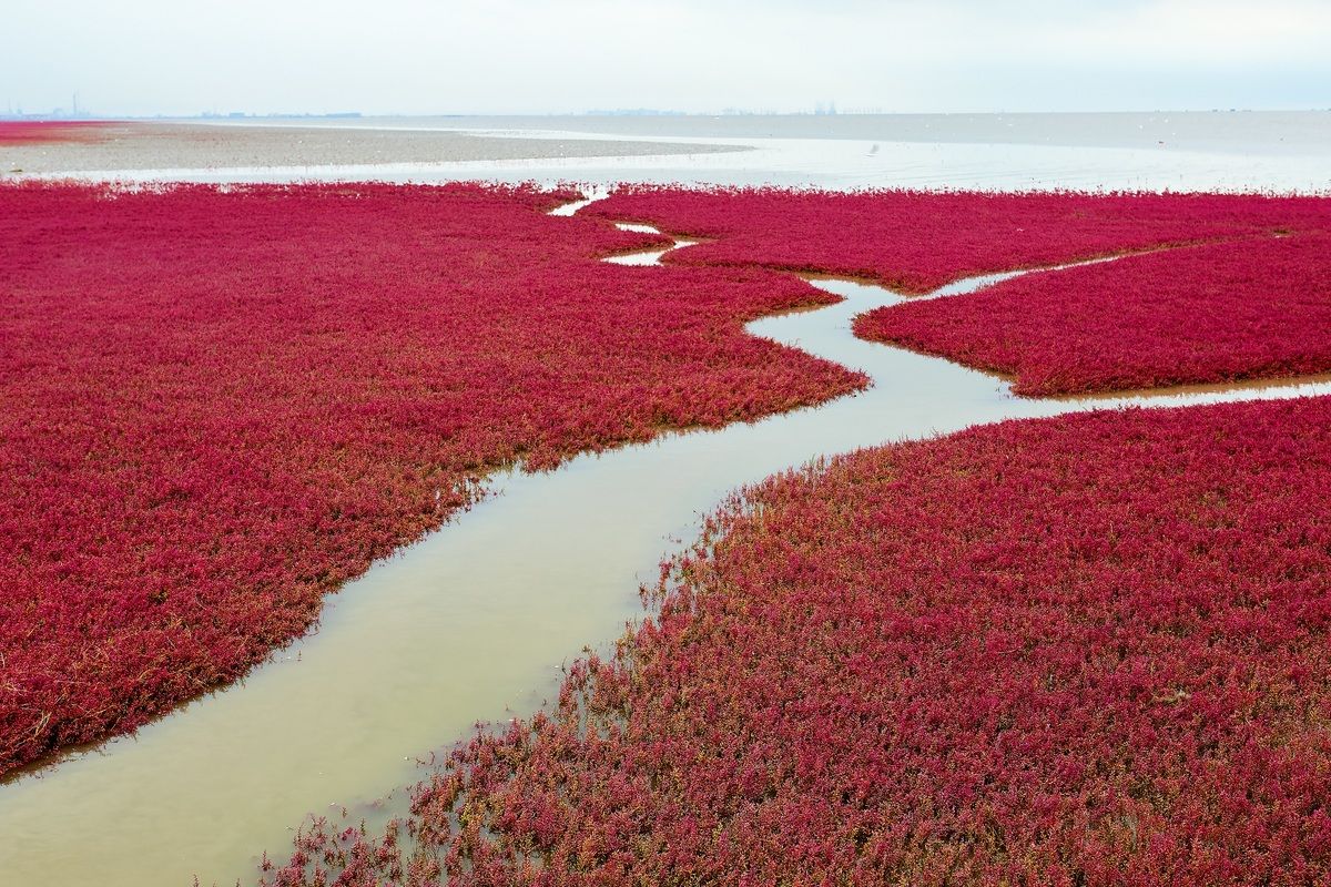 Het Rode Strand in Panjin