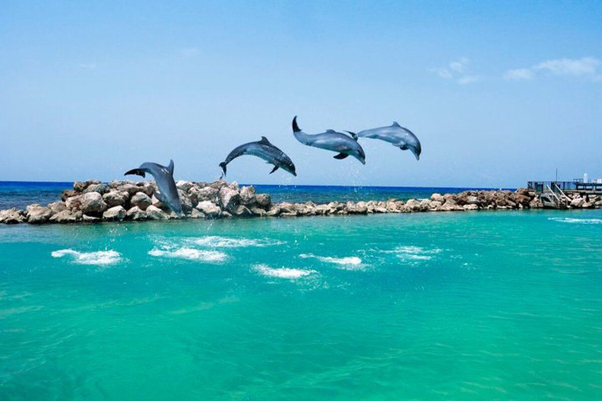 Dolfins Cove Jamaica