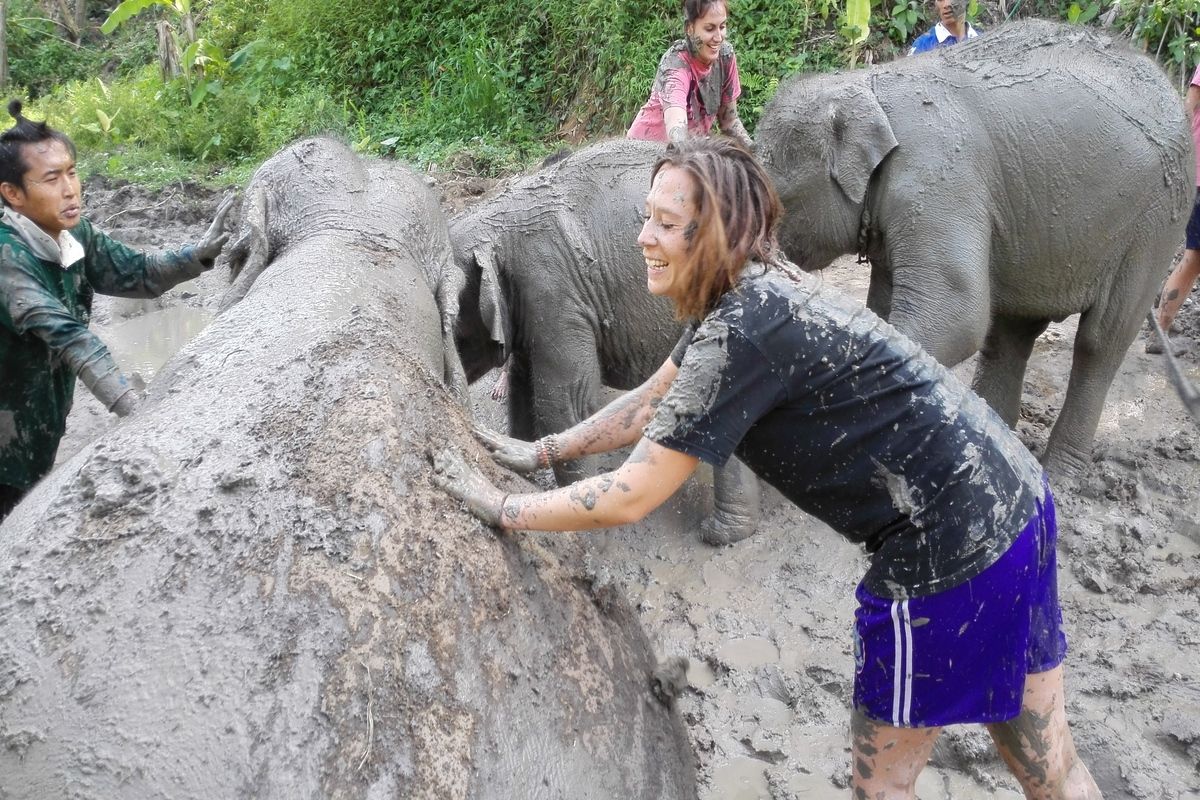 Olifanten wassen in ChiangMai
