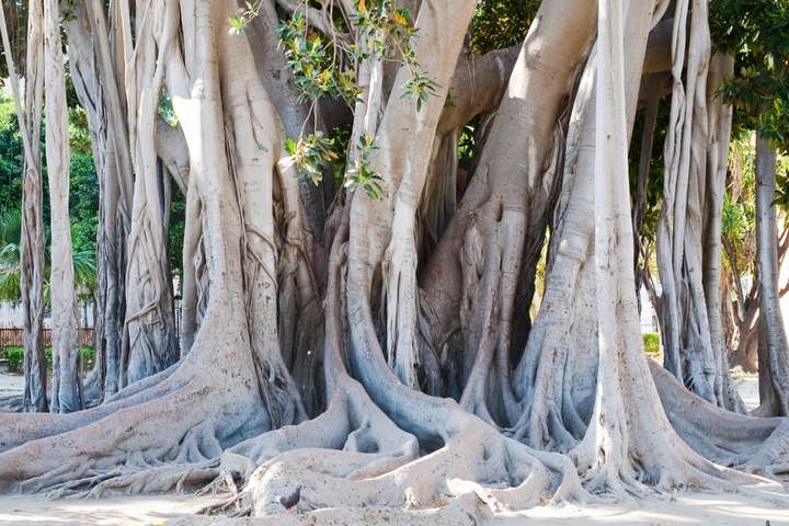 Orto Botanico di Palermo