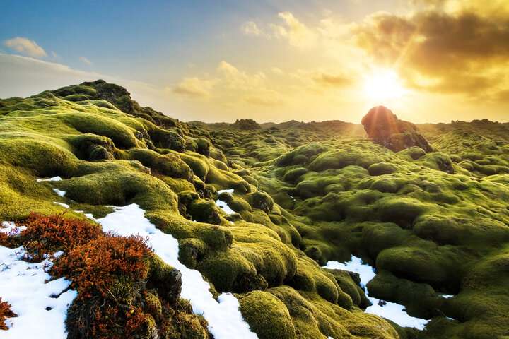 Het vulkanische bemoste landschap van Eldhraun