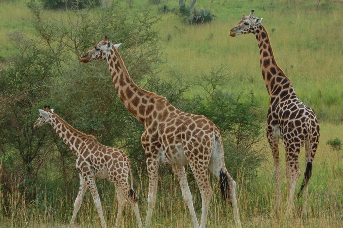 giraffen in Uganda 