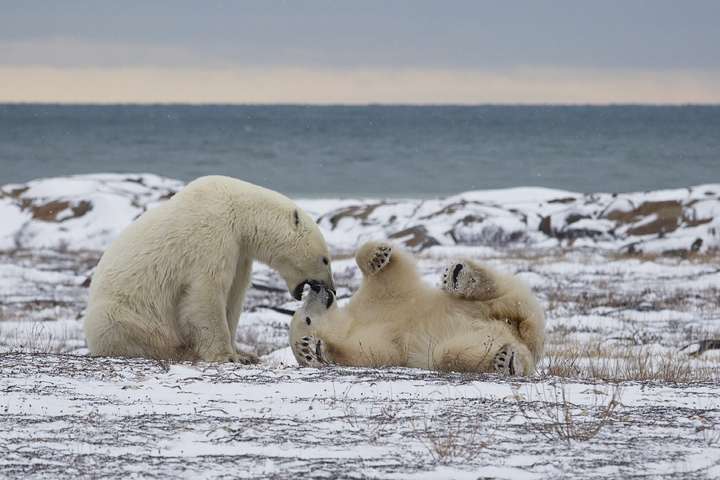Spelende ijsberen in Churchill, Canada