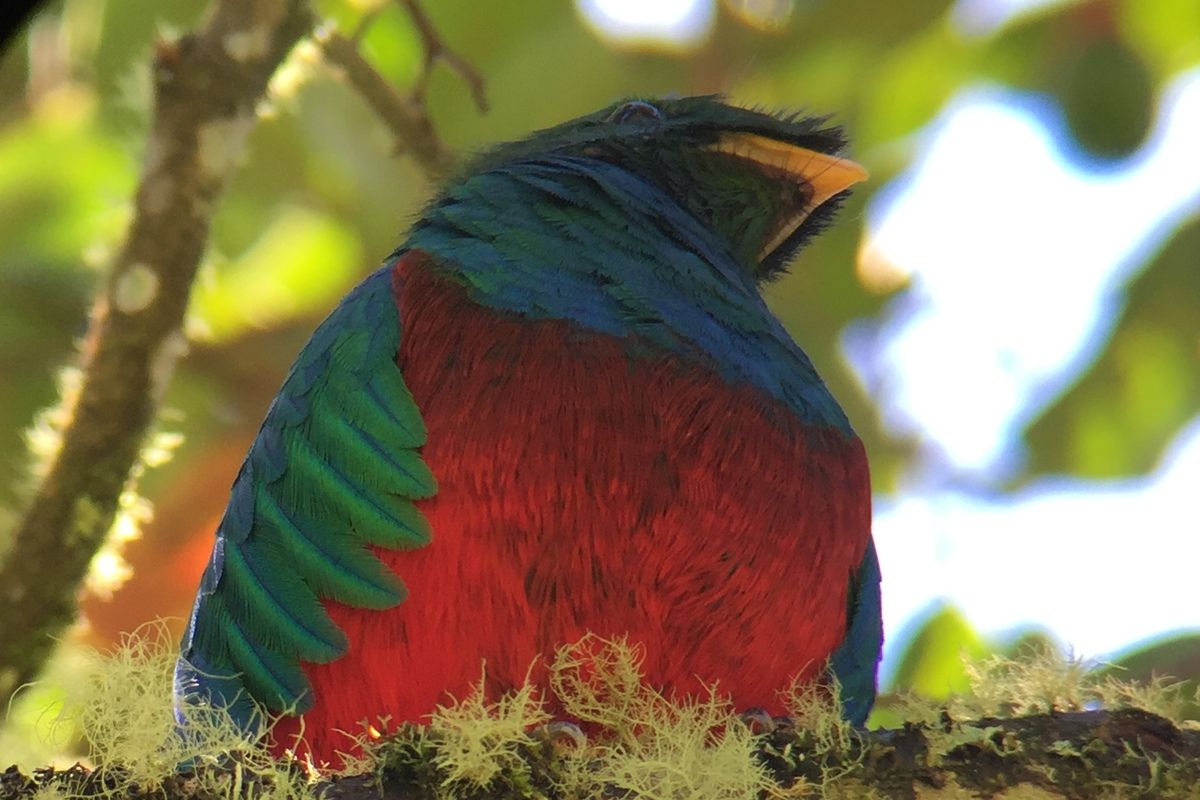 De quetzal in de bomen
