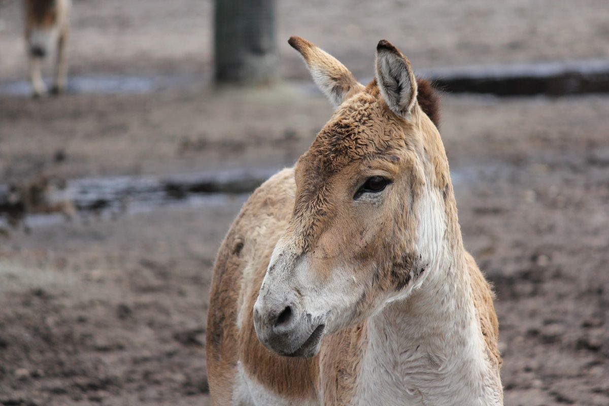 Een wild paard in Turkmenistan